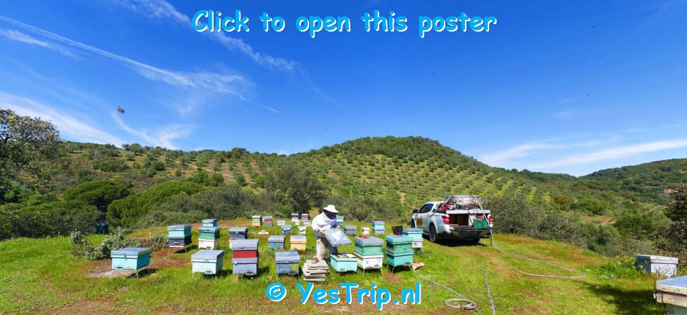 xxx Bees all over Cordoba : spring is in the air ! xxx
